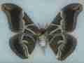 Philosamia cynthia richini male (aberration) (Internet Image property of respective owner, non-commercial use only)